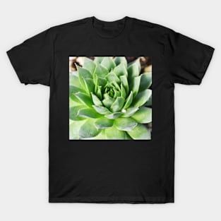 Plant print, Cactus print, Succulent, Scandinavian print, Trendy print, Styled, Pillow, Modern art, Wall art, Print, Minimalistic, Modern T-Shirt